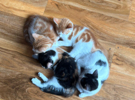 6 Kittens for Sale - &pound;70 each