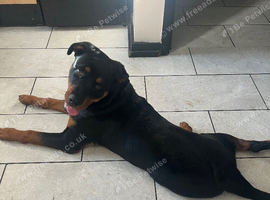 Male Rottweiler puppy