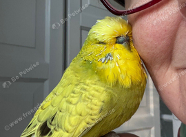 Super Tame Beautiful Male Exhibition Budgie