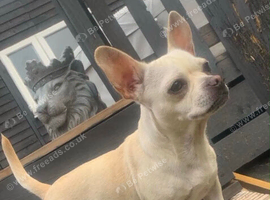 Chihuahua/frenchie