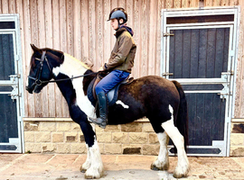 Stunning CHAPS show cob, safe & fun all rounder. 5 years old 14.2hh