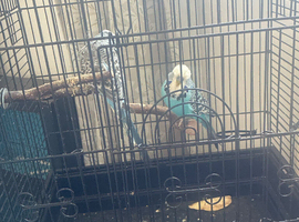2 Budgies and cage