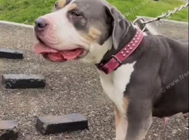 Female Standard Bully