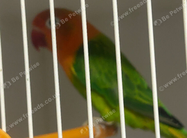 Stunning pair of proven lovebirds