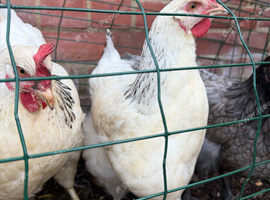 Dutch chicken