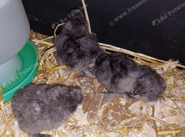 Silkie chicks just hatched