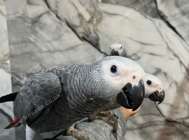 Friendly HandReared Super Tame Cuddly African Grey Parrot,25