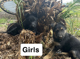 German shepherd puppies