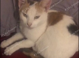 Female 2 year old