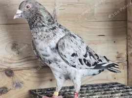 ALMOND COLOR PIGEONS