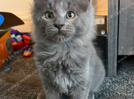 Maine coon pedigree kittens