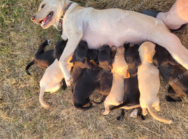 Labrador x sprocker puppies for sale
