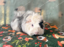 Roan Abby for sale
