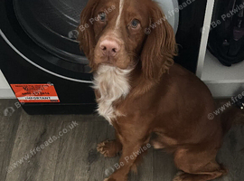 Red male cocker spaniel 11 months