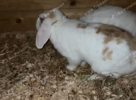 Female lop rabbit