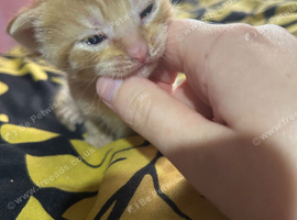 Tortoiseshell cross bengal tabby kittens