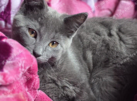 British shorthair kitten 13 weeks old male indoor kitten litter trained