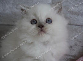 Beautiful Long Haired Kitten