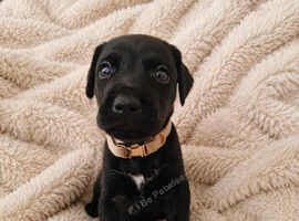 Beautiful Patterdale puppies for sale!