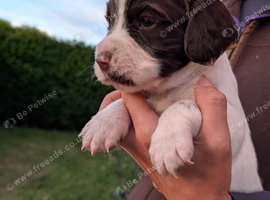 KC English Springer Spaniel Puppies