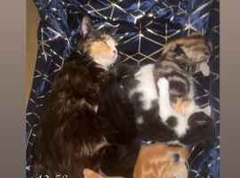 Kittens