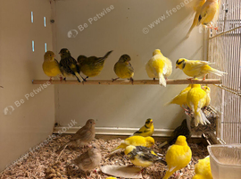 Fife Canaries