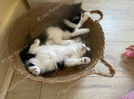 Kittens