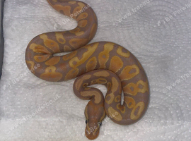 Banana Yellowbelly 100% Het Pied
