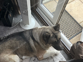 Akita female