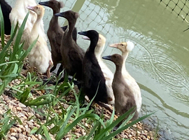 Indian runner ducklings NN19 9SQ