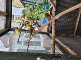 Mixed Coloured Aviary bred Canaries