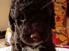Rare chocolate cavapoos