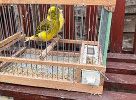 Pair of Fife Canaries