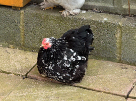 Pekin Bantams
