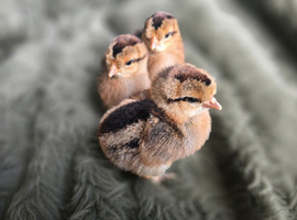 Cream Crested Legbar Chicks