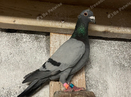 racing pigeon for sale