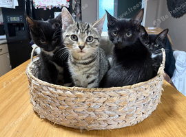 Ready for their forever home ️