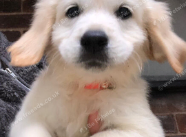 Golden retriever puppies ready now