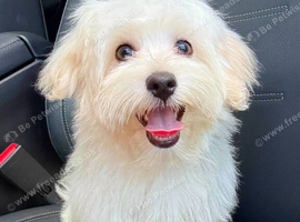ONE LITTLE MALTIPOO GIRL LEFT!