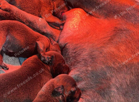 Beautiful blue staff puppies