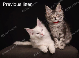 TICA & Council licensed Maine Coon kittens
