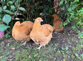 Buff Orpington POL