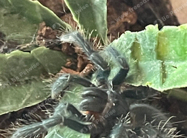 Red island birdeater tarantula