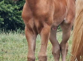 Friesian x Quarter Horse Colt
