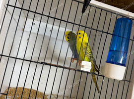 Breeding pairs of budgies