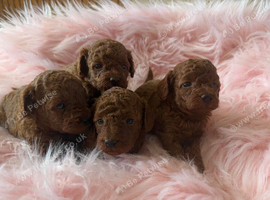 Solid red poodles