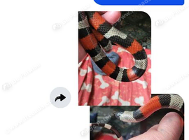 One milk snake