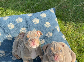 English bulldogs ready to go