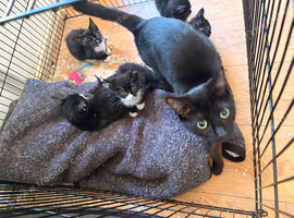 2 female kittens available immediately