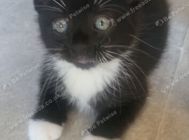 Rare tuxedo kittens in need of home